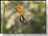 Motyl