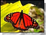 Motyl, Monarch