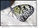 Motyl
