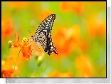 Motyl, Paź Królowej