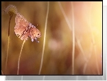 Motyl