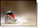 Motyl