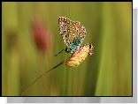 Motyl, Modraszek adonis, Owad