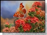 Motyl, Rusałka ceik, Różanecznik