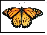 Motyl, Monarch, Białe tło