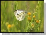 Motyl, Bielinek, Biały, Owad
