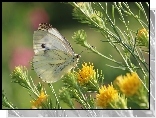 Motyl, Bielinek, Biały, Owad