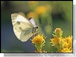 Motyl, Bielinek, Biały, Owad