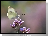 Motyl, Bielinek, Biały, Owad