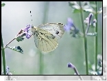 Biały, Motyl, Bielinek