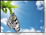 Biały, Motyl, Niebo
