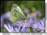 Motyl, Bielinek, Owad, Biały, Astry