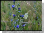 Kwiaty, Motyl, Bielinek rzepnik, Trawa