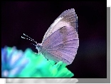 Motyl, Bielinek