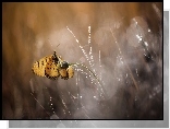 Motyl, Kwiatek, Bokeh, Trawa