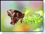 Brązowy, Motyl, Roślina