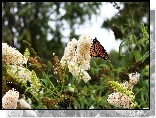 Budleja, Motyl, Monarch, Ogród