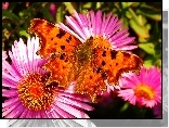 Motyl, Rusałka ceik, Kwiaty