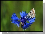 Motyl, Modraszek, Chaber