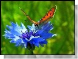 Motyl, Chaber