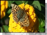Motyl, Perłowiec malinowiec, Kwiat, Cynia, Żółta
