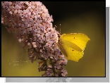 Motyl, Latolistek cytrynek, Budleja