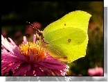 Motyl, Latolistek cytrynek, Kwiat, Aster
