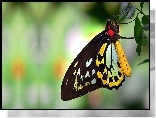 Żółto, Czarny, Motyl, Listki