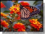 Motyl, Monarcha, Kwiaty, Czerwone, Żółte