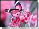 Czerwony, Motyl, Kwiat