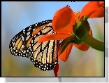 Motyl monarch, Czerwony, Kwiat