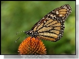 Motyl, Monarch Danaid, Kwiatek