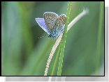 Motyl, Modraszek ikar, Źdźbła, Trawa