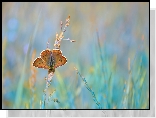 Motyl, Modraszek ikar, Źdźbła, Trawy