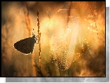 Motyl, Modraszek, Pajęczyna, Źdźbła, Trawy
