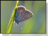 Motyl, Modraszek ikar, Źdźbło, Trawa