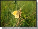 Motyl, Trawy, Źdźbło, Łąka