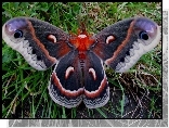 Egzotyczny, Motyl, Trawa