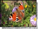 Motyl, Rusałka Pawik, Fioletowy, Aster