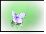 Motyl, Fractalius