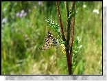 Motyl, Gałązka