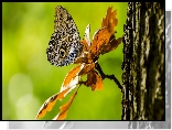 Motyl, Caligo eurilochus, Gałązka, Liście