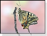 Motyl, Paź królowej, Gałązka, Makro