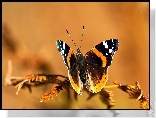 Motyl, Gałązka