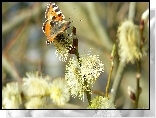 Motyl, Rusałka pokrzwnik, Gałązki, Wierzby