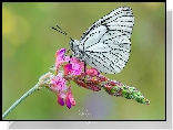 Motyl, Niestrzęp głogowiec, Kwiat