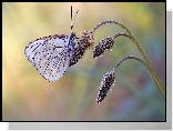 Motyl, Niestrzęp głogowiec, Roślina