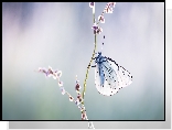 Motyl, Niestrzęp głogowiec, Rozmycie