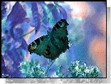 Motyl, Grafika