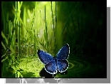 Granatowy, Motyl, Trawa